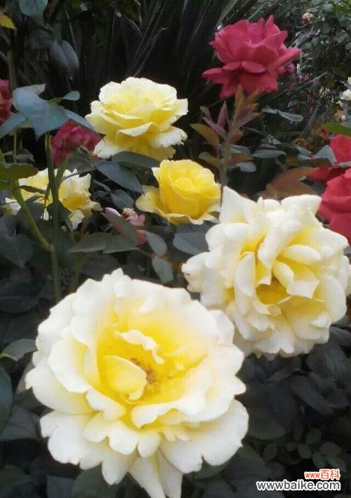 探寻紫月季花的神秘之处 紫月季花语之美