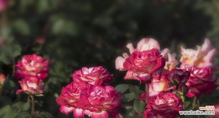 探寻紫月季花的神秘之处 紫月季花语之美