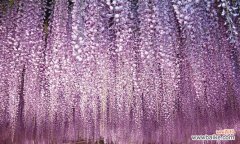 探索紫藤萝的象征意义 紫藤萝的命运