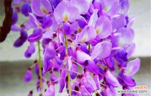 探索紫藤萝的象征意义 紫藤萝的命运