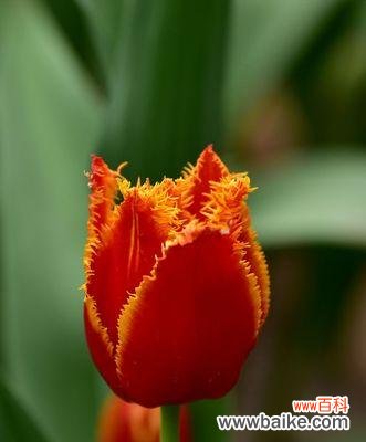 探索紫郁金香的意义与象征 紫郁金香的花语-寓意深远的花朵