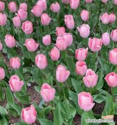 探索紫郁金香的意义与象征 紫郁金香的花语-寓意深远的花朵