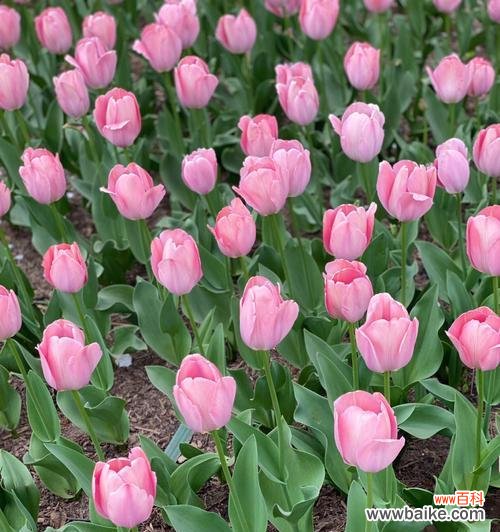 探索紫郁金香的意义与象征 紫郁金香的花语-寓意深远的花朵