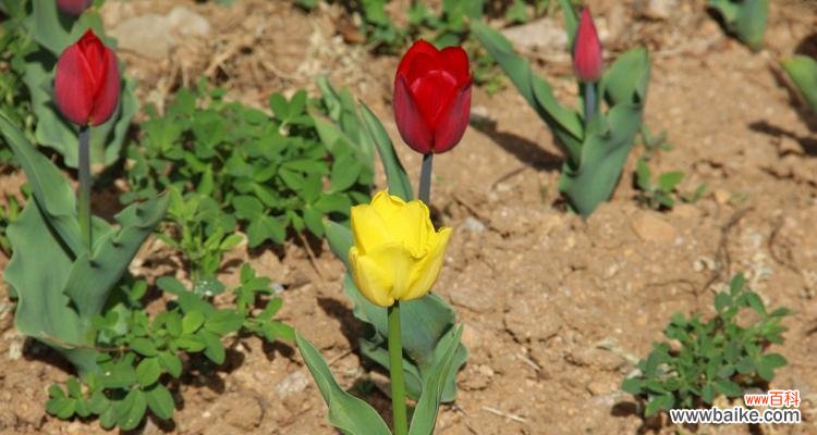 探索紫郁金香的意义与象征 紫郁金香的花语-寓意深远的花朵