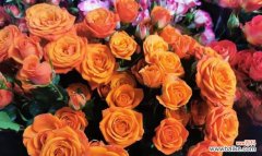 探索花的奥秘 花语之美——我最喜欢的花及其寓意