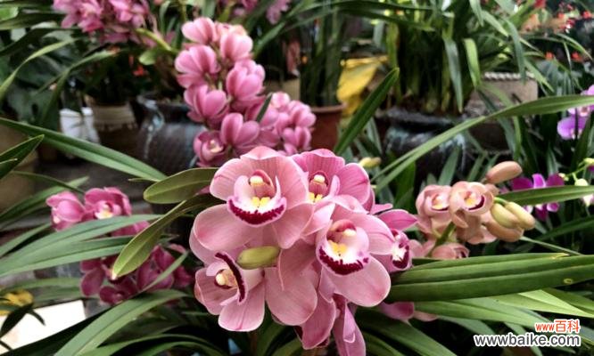 传递美丽和高贵的心灵之语 以蕙兰花语与寓意的传达