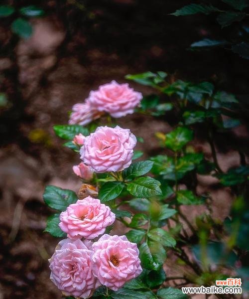 唤醒心中的浪漫情怀——芙蓉月季花语 芙蓉月季花语