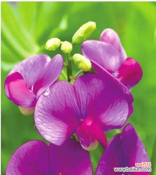 探索堇花的美丽与寓意 堇花的花语与特点