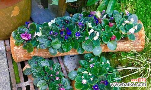 探索堇花的美丽与寓意 堇花的花语与特点