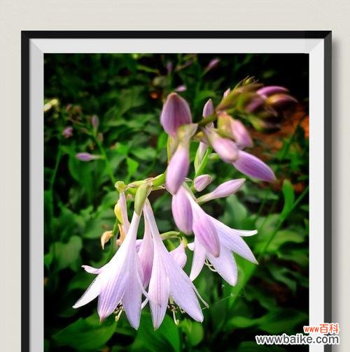 揭秘玉簪花的花语之谜 玉簪花