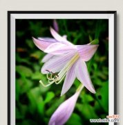 揭秘玉簪花的花语之谜 玉簪花