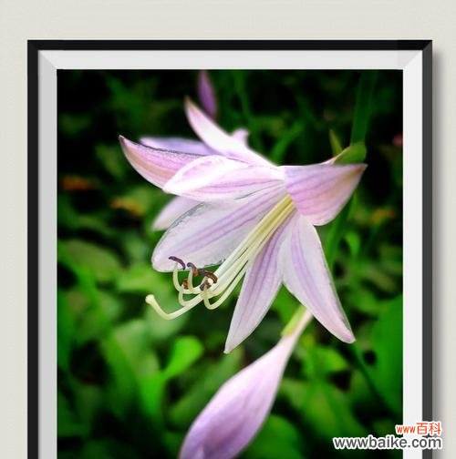 揭秘玉簪花的花语之谜 玉簪花