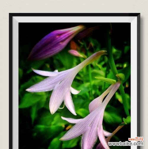 揭秘玉簪花的花语之谜 玉簪花