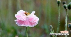 揭示虞美人花的神秘内涵 虞美人的花语与意义