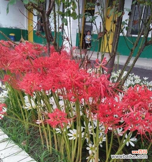 探究主蔓长度与植物生长之间的关系 主蔓长度对植物生长的影响