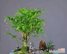 从柔韧坚韧到清雅高洁 竹子