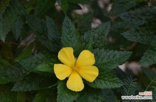 株高 解析株高的含义及其应用