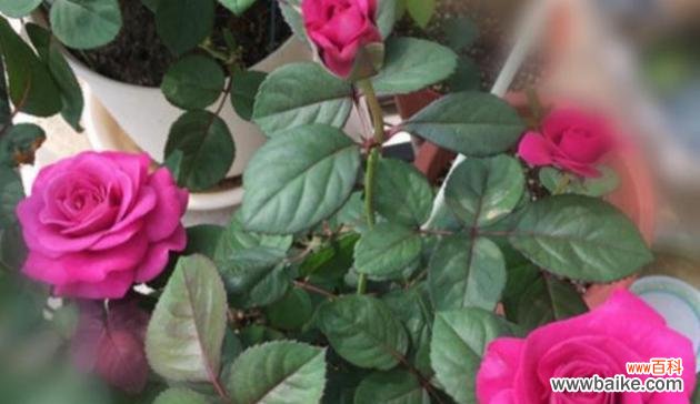 株高 解析株高的含义及其应用