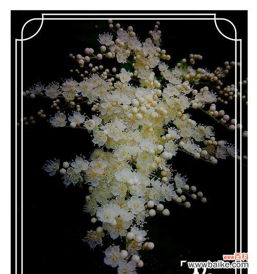 探索珍珠梅花的花语及其深刻寓意 珍珠梅的花语和寓意