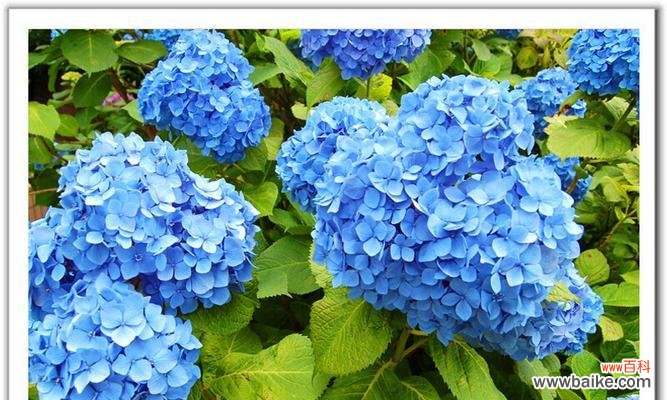 传递温暖与美好的花花语 花