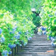 传递温暖与美好的花花语 花