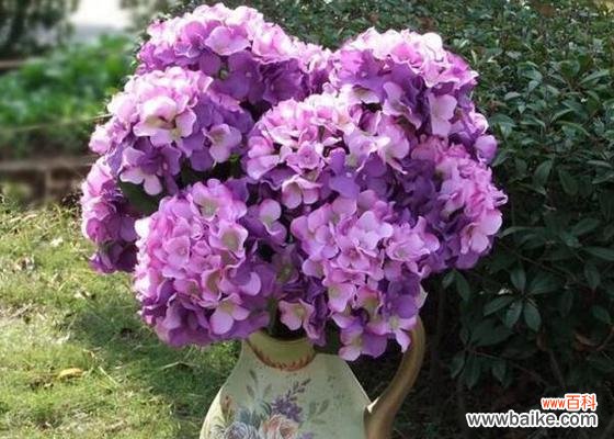 解读紫色三叶草的象征意义和传承的神秘力量 紫色三叶草的花语