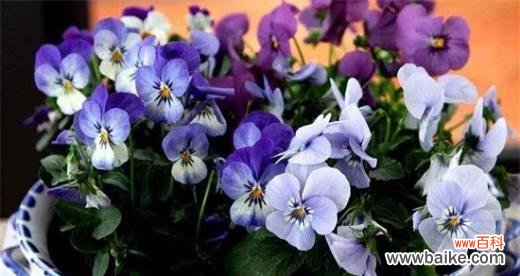 探索紫罗兰的花语和象征意义 紫罗兰