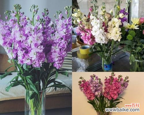 探索紫罗兰的花语和象征意义 紫罗兰