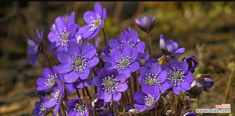 探索紫罗兰的花语和象征意义 紫罗兰