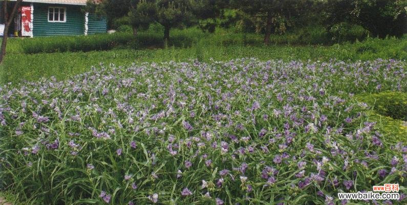 揭开紫露草的神秘面纱 紫露草花语与寓意