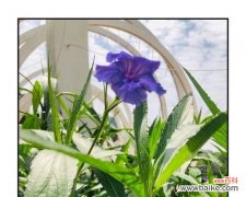 探索紫花翠芦莉的花语和象征意义 紫花翠芦莉的美丽与寓意