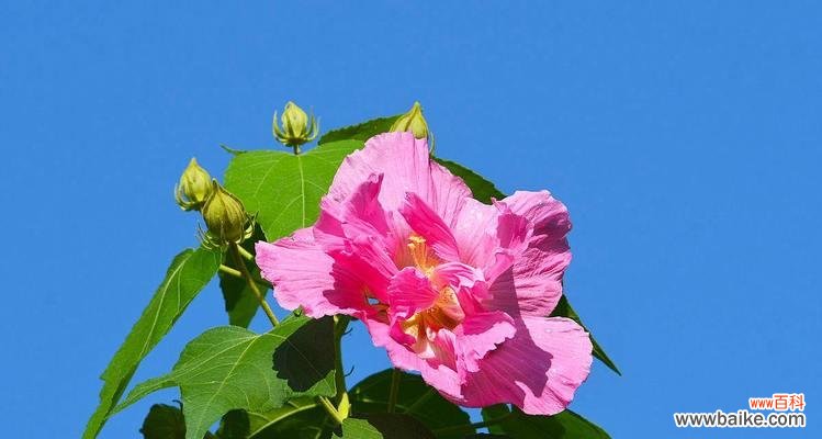 探寻芙蓉花的美丽内涵及文化价值 芙蓉花的花语与象征意义