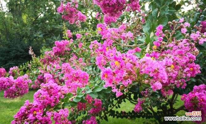 探索紫薇花的象征意义与健康益处 紫薇花的寓意与作用