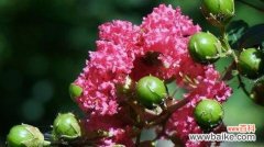 探索紫薇花的象征意义与健康益处 紫薇花的寓意与作用