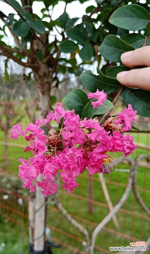 探索紫薇花的象征意义与健康益处 紫薇花的寓意与作用