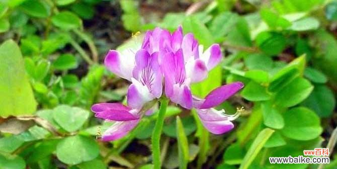 揭秘紫云英花的意义与传说 紫云英的花语