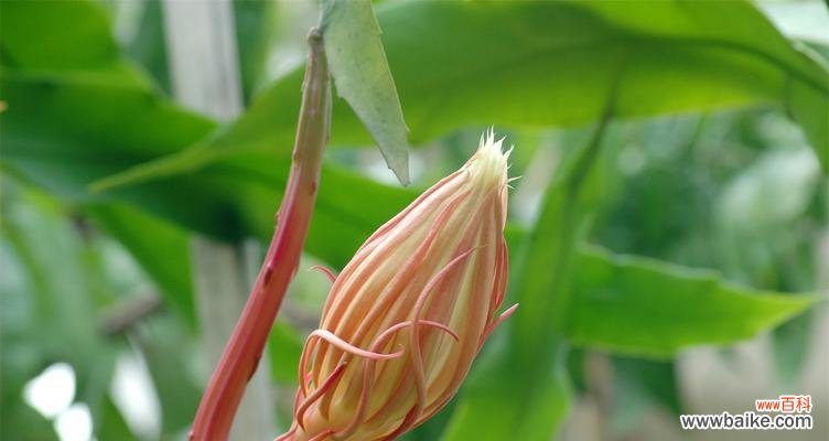 探索昙花的寓意与象征 昙花的花意义