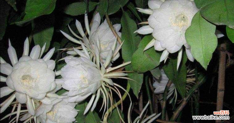 探索昙花的寓意与象征 昙花的花意义