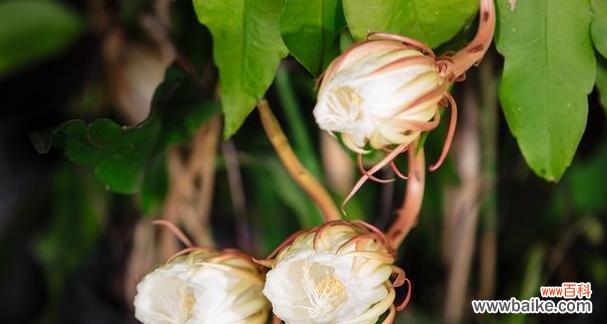 一朵昙花绽放的美丽奇迹 昙花开花象征的意义与启示