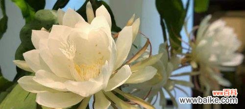 一朵昙花绽放的美丽奇迹 昙花开花象征的意义与启示