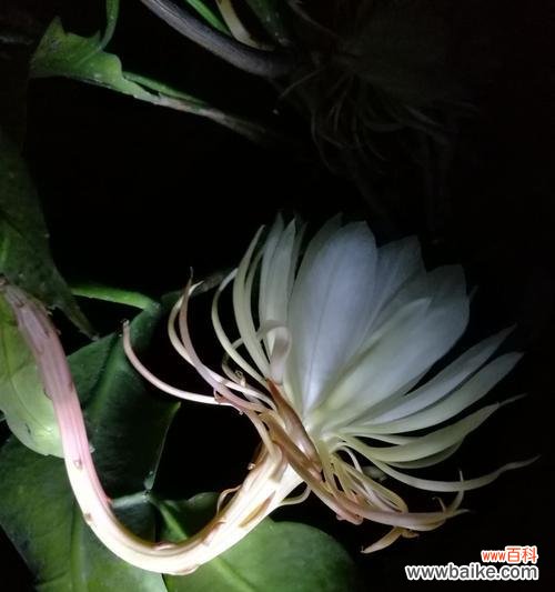 传说中昙花的美丽与心灵启迪 昙花花语的传说故事——等待与永恒