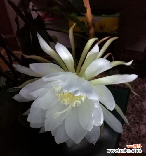 传说中昙花的美丽与心灵启迪 昙花花语的传说故事——等待与永恒