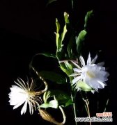 以昙花代表着什么 昙花