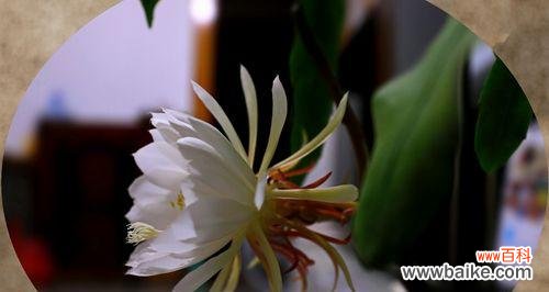 以昙花代表着什么 昙花