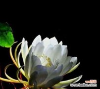 绽放于一瞬间 昙花花语——生命的短暂与美丽