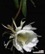 逝去的美丽 昙花的花语与寓意