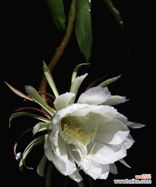 逝去的美丽 昙花的花语与寓意