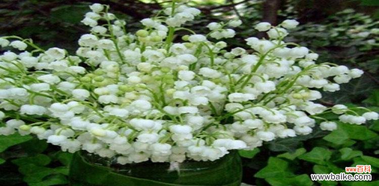 解读钤兰花的美丽寓意与深刻内涵 钤兰花语