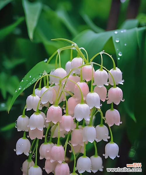 解读钤兰花的美丽寓意与深刻内涵 钤兰花语