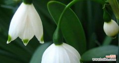 解读钤兰花的美丽寓意与深刻内涵 钤兰花语